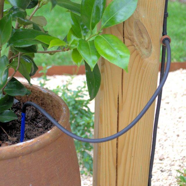 Large pot and plant watered using dripper system with blue anchorage stake