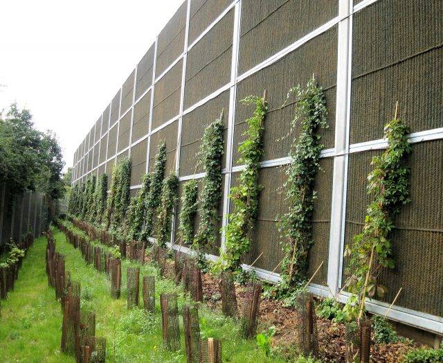 Acoustic panels with green wall planting