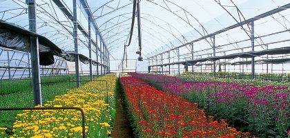 Image of flowers in a garden centre polytunnel being watered by overhead irrigation system
