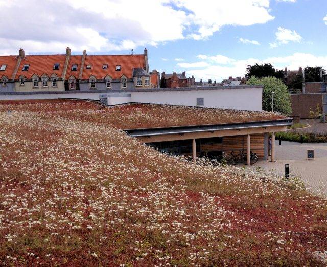 Extensive green roof watered by irrigation system