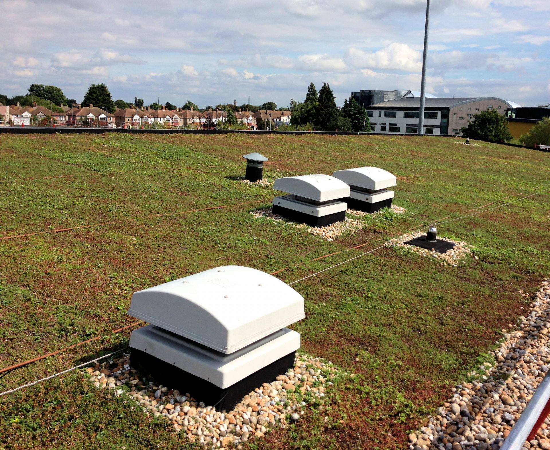 Extensive green roof watered by dripline irrigation system