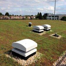 Extensive green roof watered by dripline irrigation system