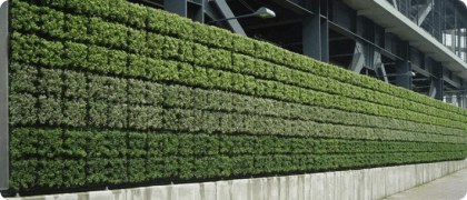 Green wall watered by irrigation system