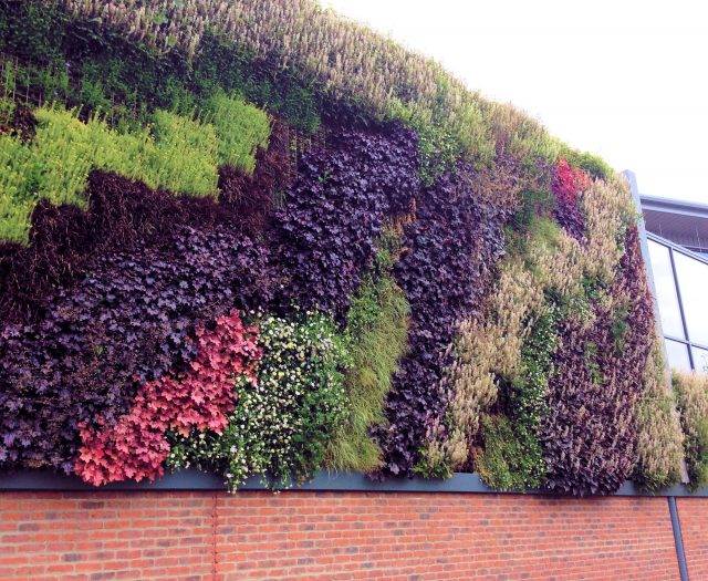 Green wall watered by irrigation system