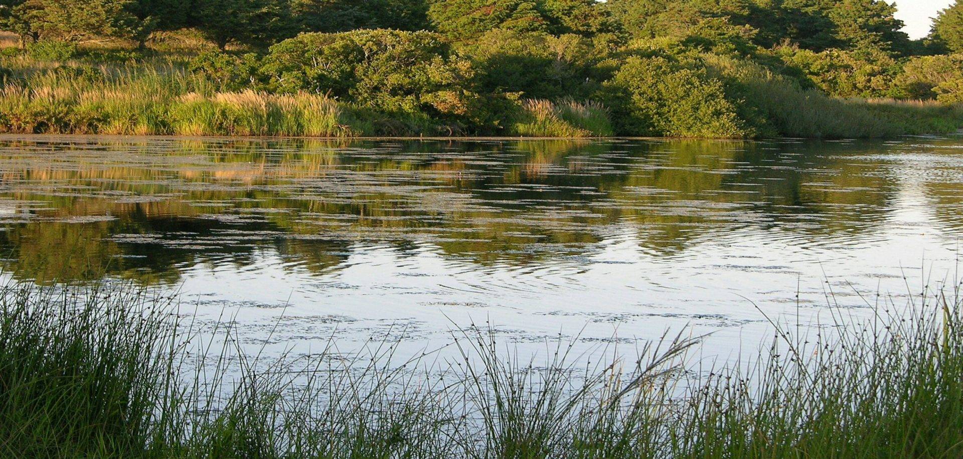 Image of lake being used as a natural water source for irrigation