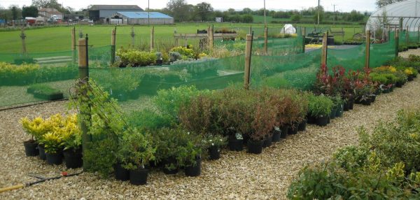 Image of watering at a plant nursery using sprinkler irrigation system