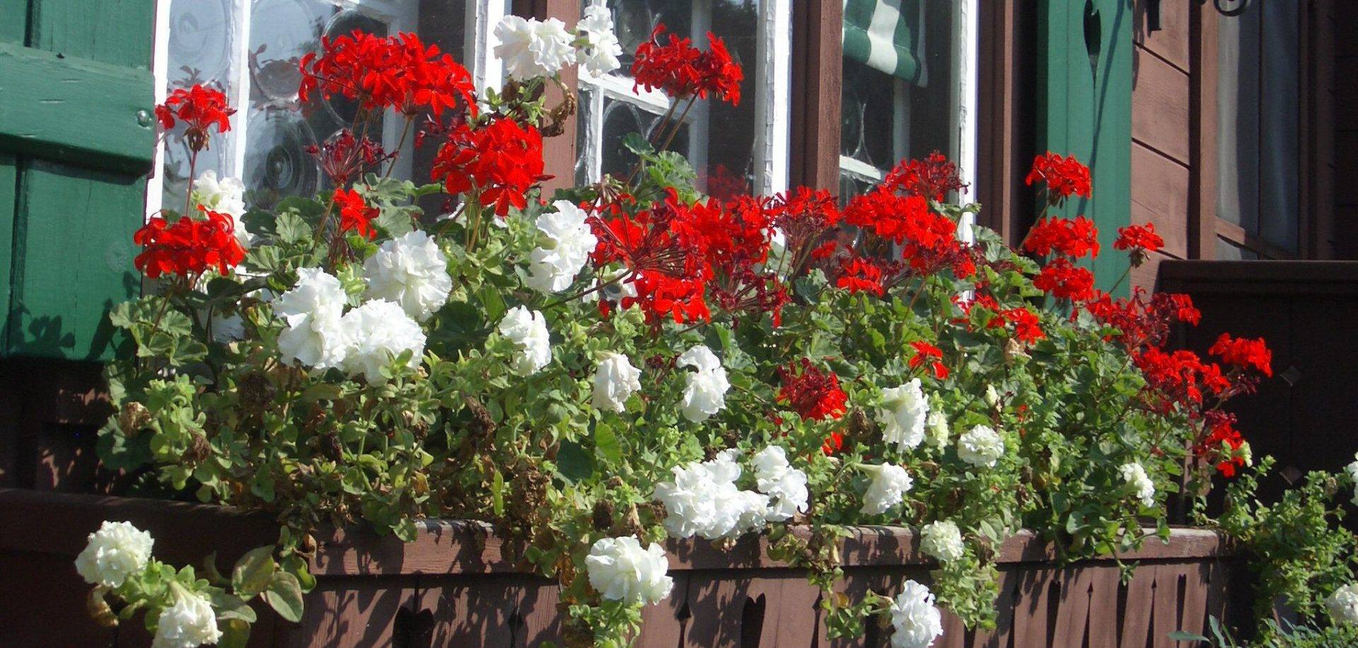 Flowers in a window planter watered by automatic planter and hanging basket watering system