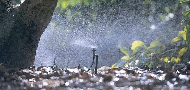 Water spray from mini sprinkler watering garden borders