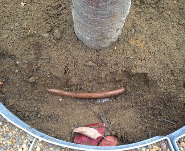 drip line in tree pit