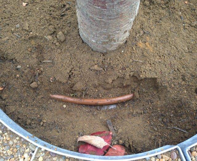 Image of drip line in tree pit