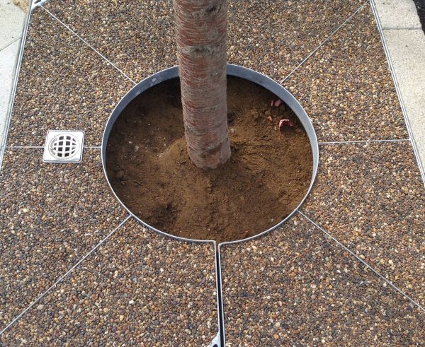 Image of tree in tree pit watered using underground drip line