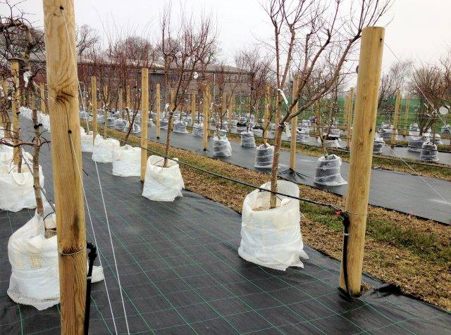 Trees in nursery being watered by drip line irrigation systems