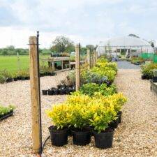 SKDC stock bed watering system in a plant nursery