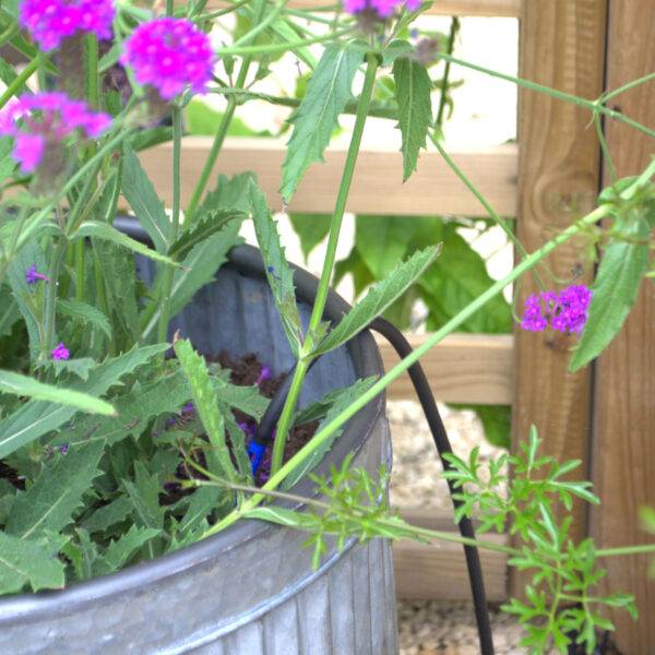 Garden pot with flowers watered using using dripper system with blue anchorage stake