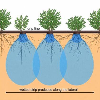 Image showing the lateral movement of water by capillary attraction using drip irrigation