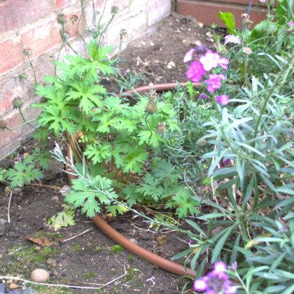 Flowers in garden border watered using Permadrip Pro drip line