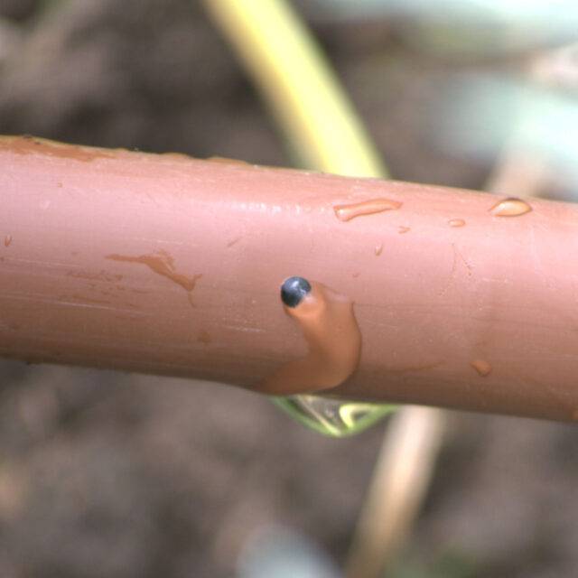 Water coming out of Permadrip Pro drip pipe used for watering flower beds and garden borders