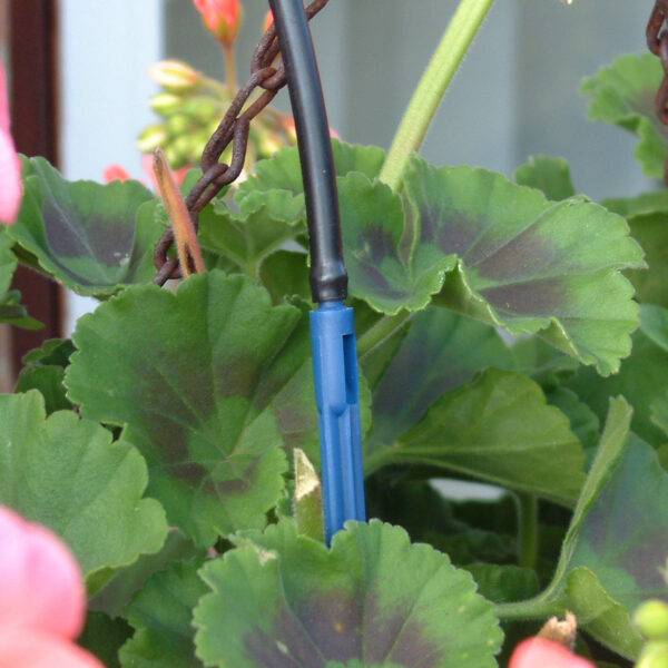 Blue anchorage stake irrigating flowers in hanging basket