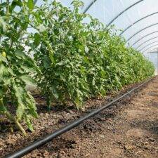 T-Tape For Glasshouses and Tunnels designed for row crops in glasshouses, each dripper just 20cm apart