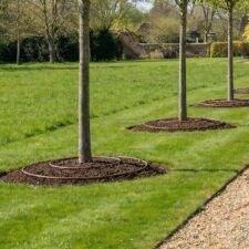 Dripline around the base of a tree