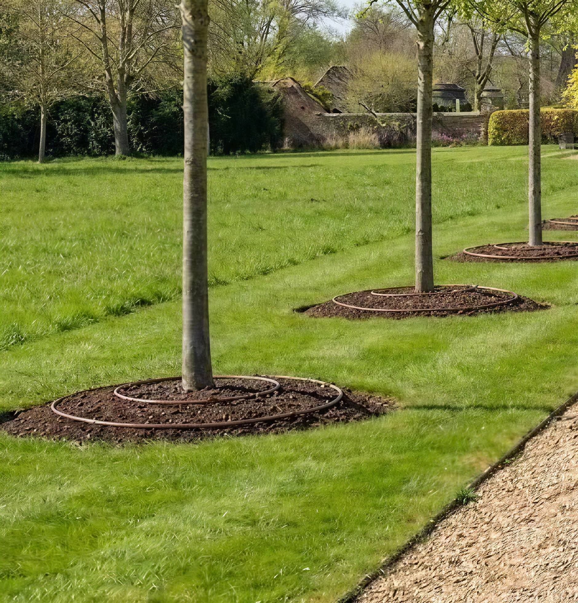 Dripline around the base of a tree