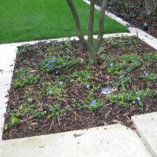 Drip irrigation for trees in a tree pit