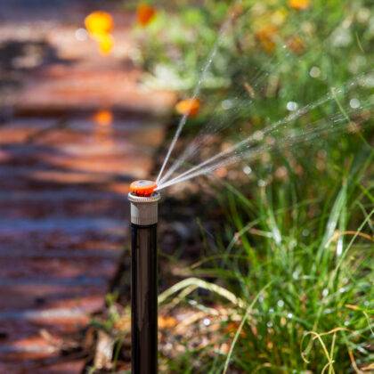Hunter MP rotator pop-up sprinkler watering flower planted borders