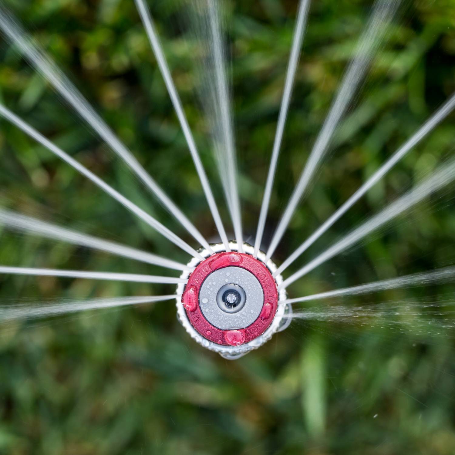 Close up top view of Hunter MP rotator pop-up sprinkler watering flower planted borders