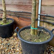 Dripper watering tree in pot