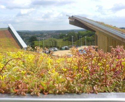 Sedum on green roof watered by innovative irrigation system only after dry spell