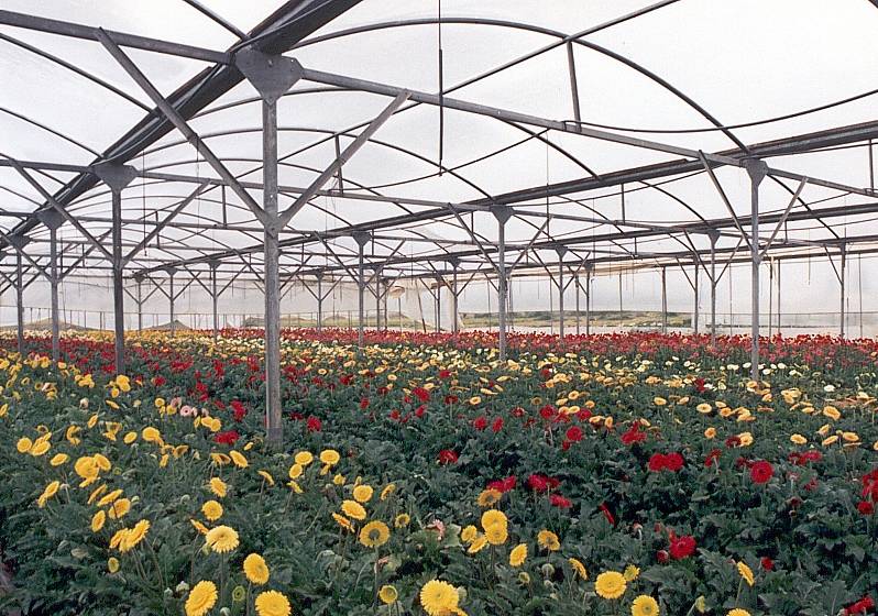 Flowers in tunnel being watered by overhead irrigation system with upside down use mini spin tunnel sprinklers