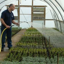 Person hand watering nursery using metal softrain watering lance