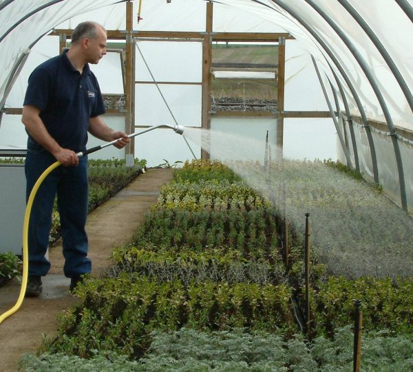 Person hand watering nursery using metal softrain watering lance