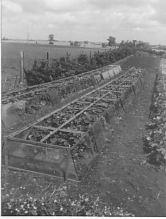 Original cold frames at Crick