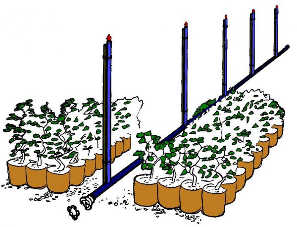 Stock bed watering kit for low cost watering of large standing out beds, container-grown hardy nursery stock and standing out areas