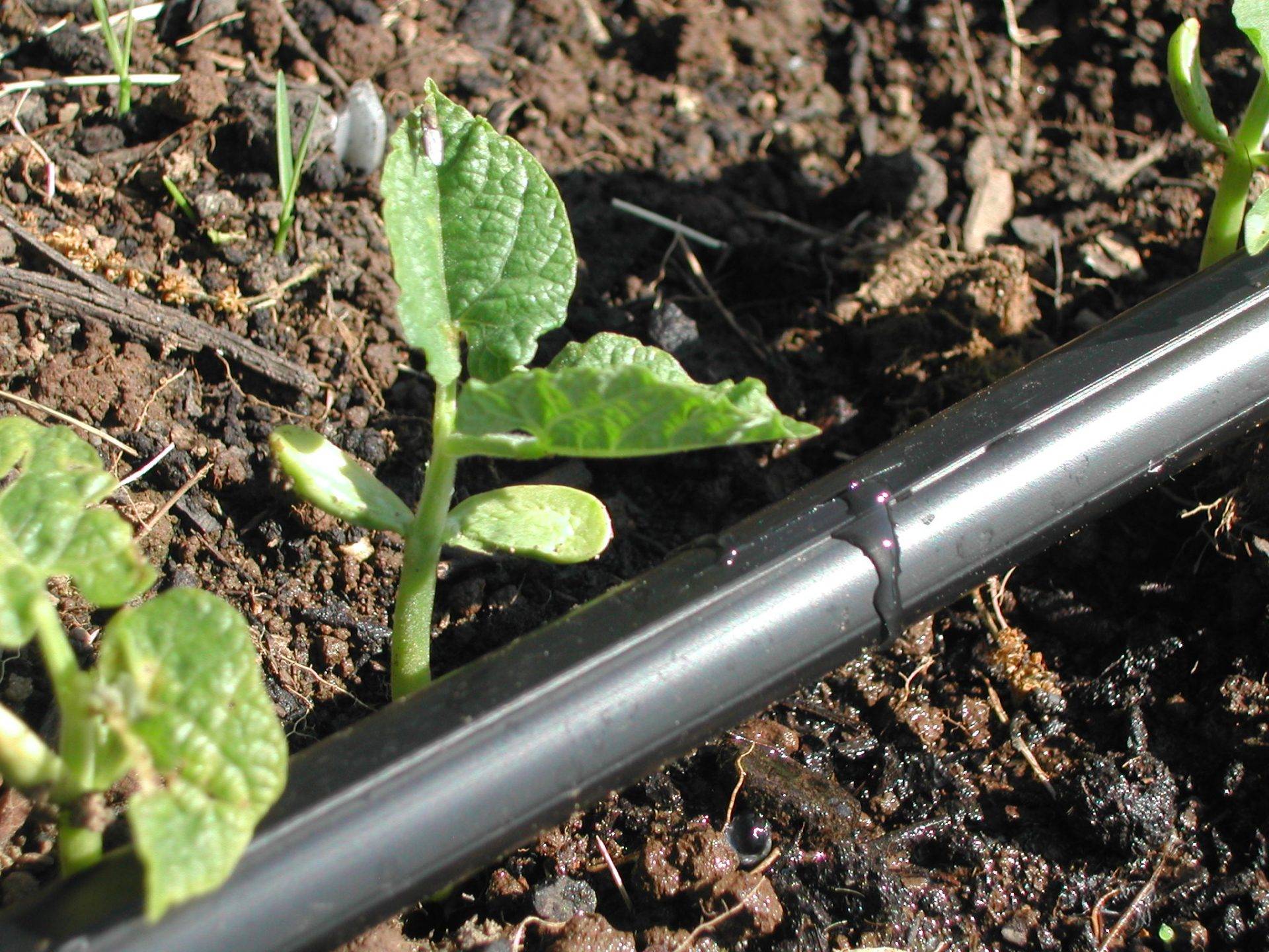 T tape TSX 506 drip tape Buy Online from Access Irrigation