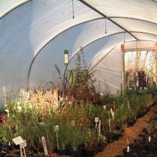 Overhead polytunnel irrigation kits to water narrower tunnels using overhead spray irrigation in nurseries, market gardens and garden centres