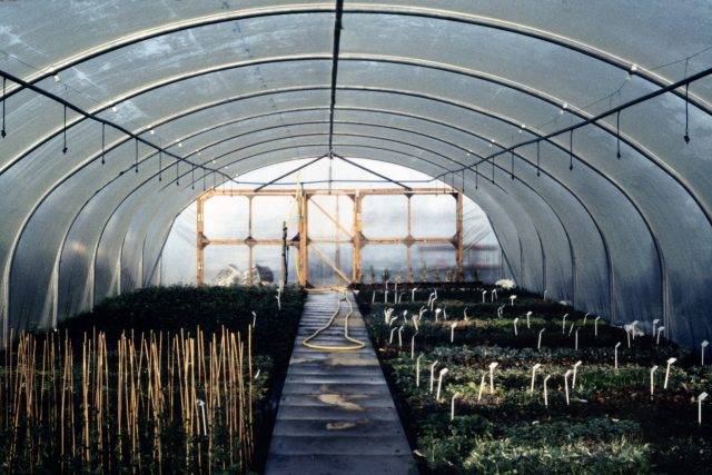 Twin Line Tunnel Kits to water wide tunnels using overhead spray irrigation in nurseries, market gardens and garden centres