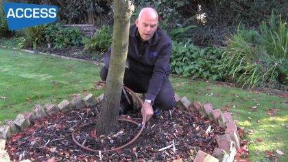 Video of a man demonstrating how to install a dripline to water trees