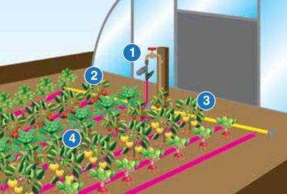 T-tape for glasshouse for bed layout in poly tunnel