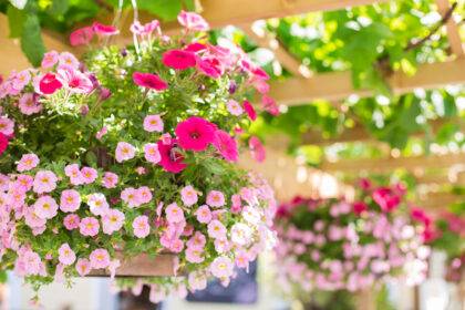 Hanging baskets with flowers watered by watering kit with drippers and ultra slim black pipe