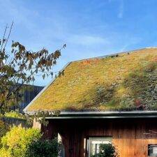 sedums on a residential green roof