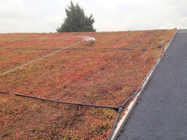 Sedum roof watering system
