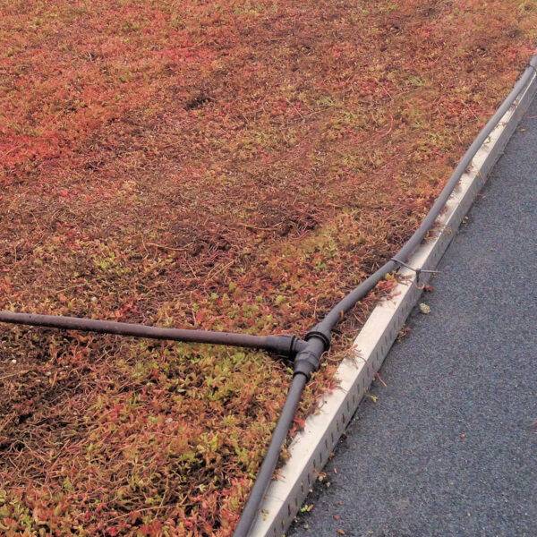 Take off point for dripline on sedum roof